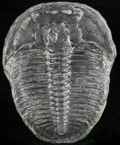 Elrathia Trilobite - Wheeler Shale, Utah #25010